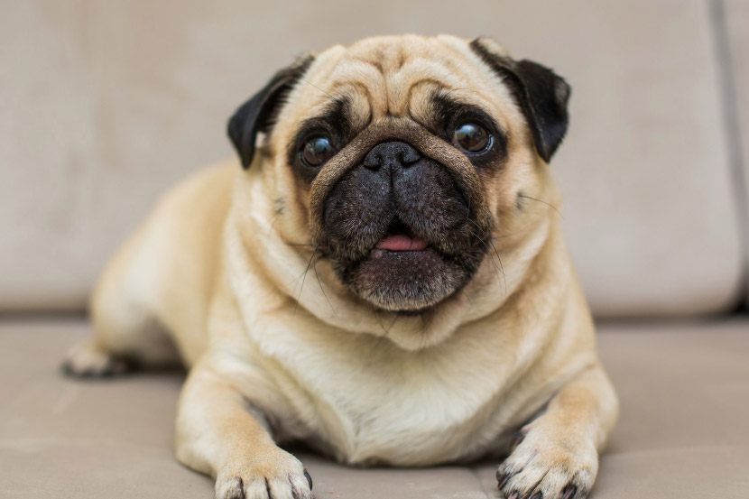 How do I know if my pet is overweight?