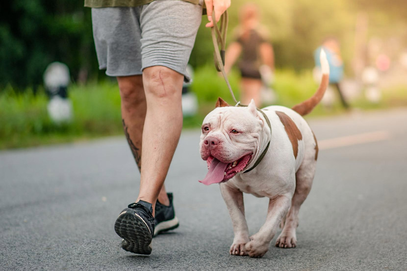 My pet has a runny nose – should I be worried?