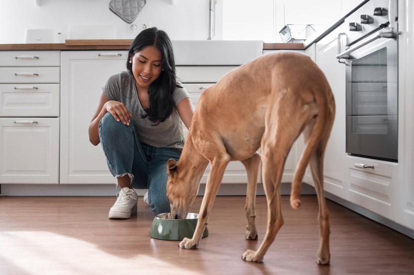 Transitioning Diets: A Guide for Successfully Switching Your Pets Diet