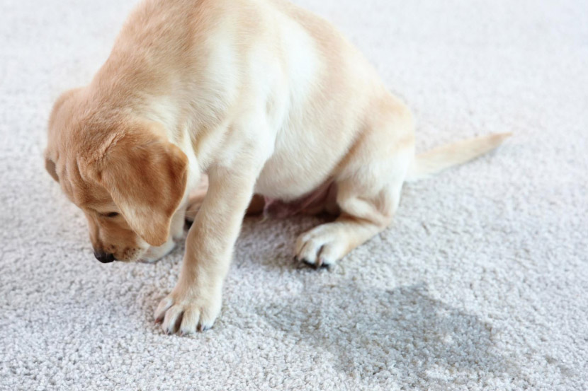 Pet Vomiting – To Care or Not To Care