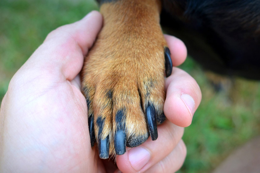 Maybe my dog needs a pedicure?