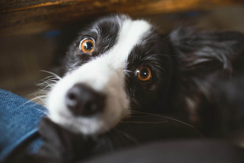 Why Some Pets Panic During Fireworks: Helping Your Dog or Cat Feel Safe This Summer