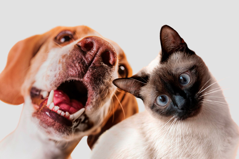 Do I need pet insurance?