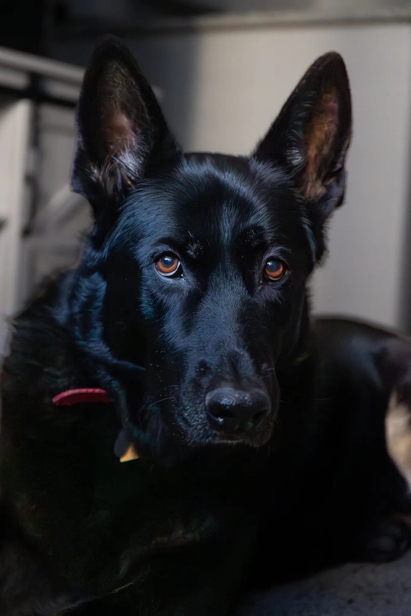 Remington