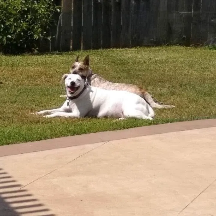 Darcy