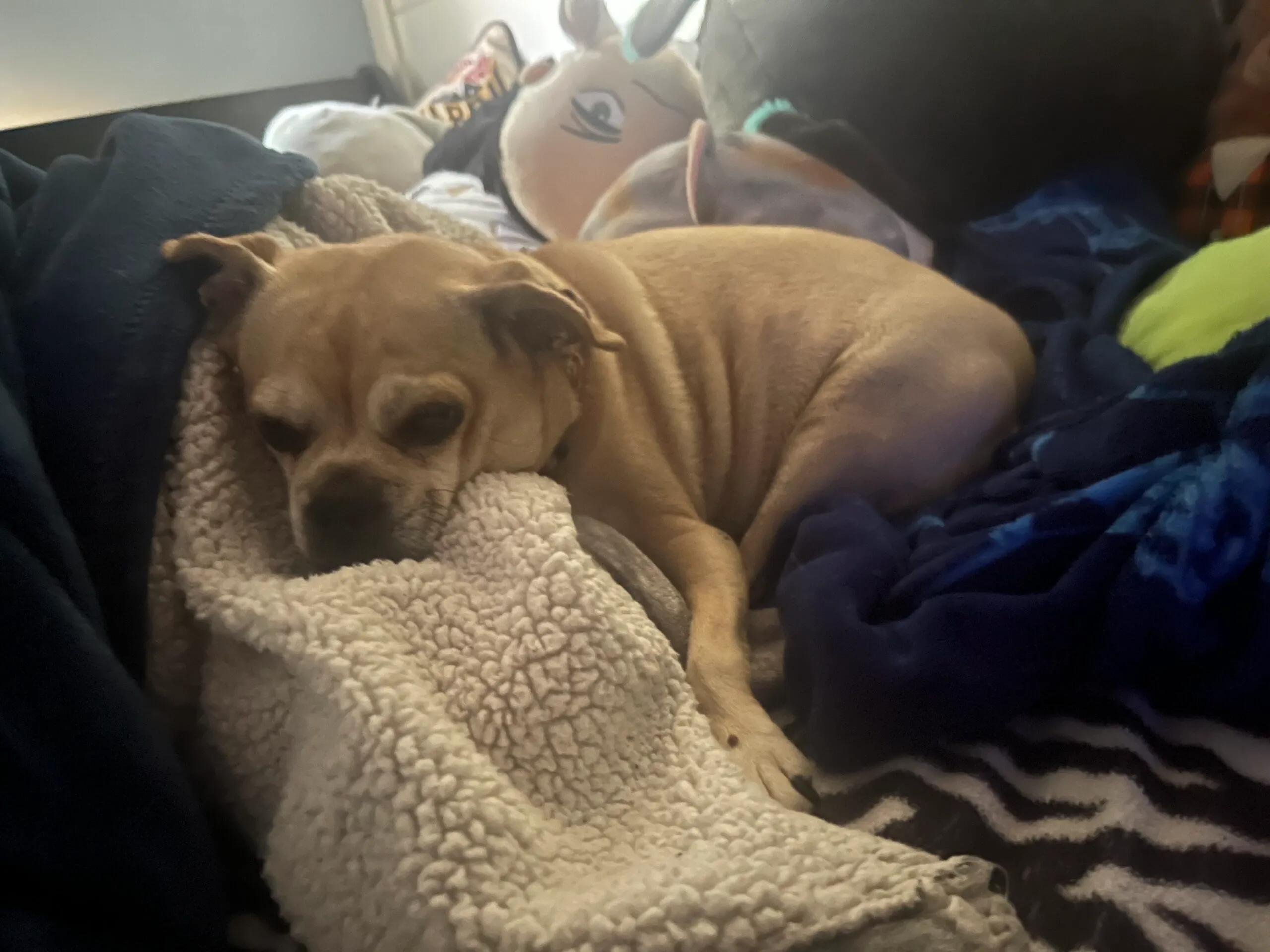 Rosie
