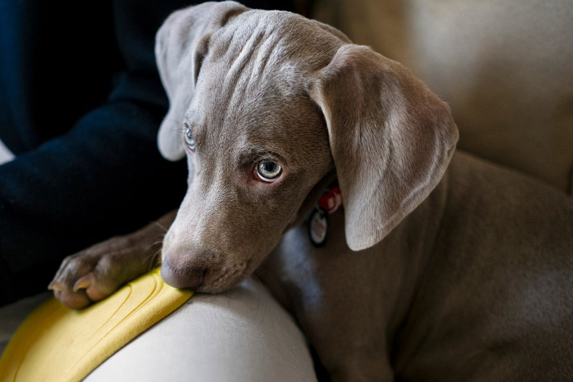 When Pet Anxiety Becomes a Health Concern: Recognizing the Signs and Finding Solutions