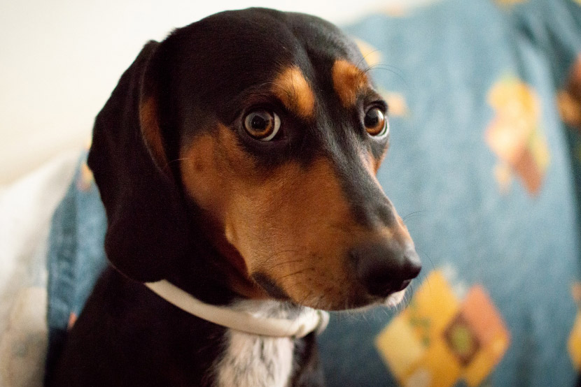 Could Your Pet Be Anxious? Understanding the Warning Signs of Stress in Dogs and Cats