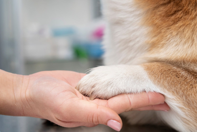 Keeping Your Pet Moving: Essential Arthritis Prevention Tips