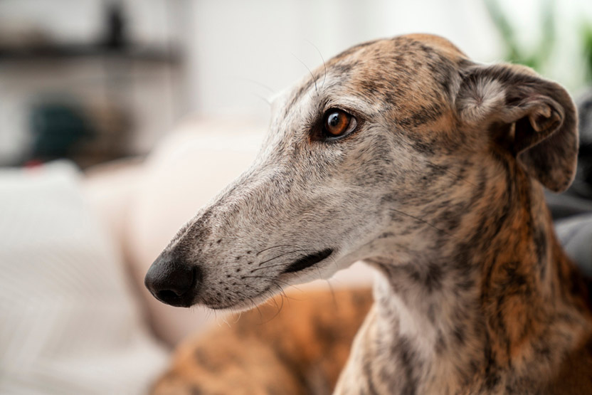 Recognizing Arthritis in Senior Pets Before It Gets Worse