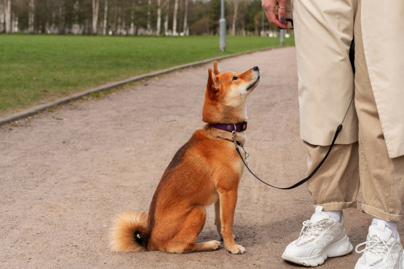 A Permanent Way Home: Understanding Your Pet’s Microchipping Appointment