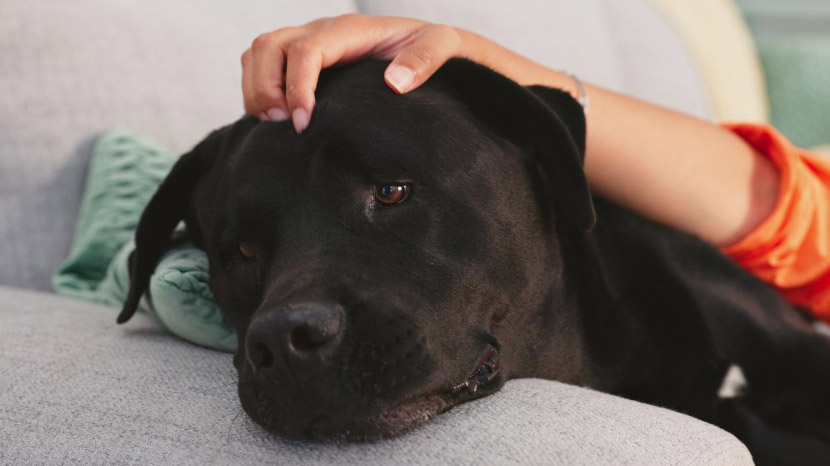 When Curiosity Gets the Best of Your Pet: A Guide from Empire Ranch Veterinary Hospital
