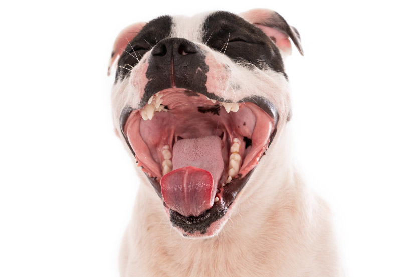 Dental Health in Pets: The Problems You Cannot See