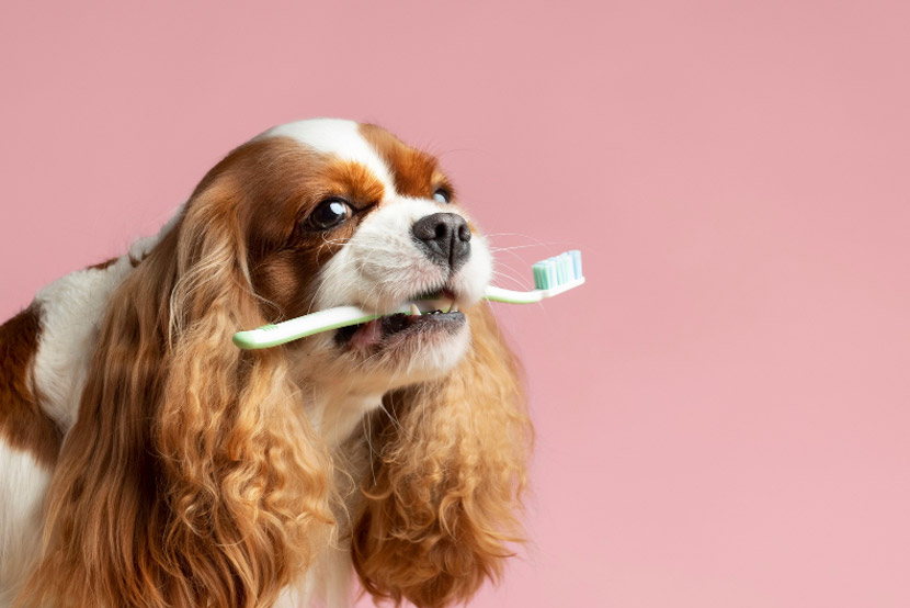 A Healthier Smile Starts at Home
