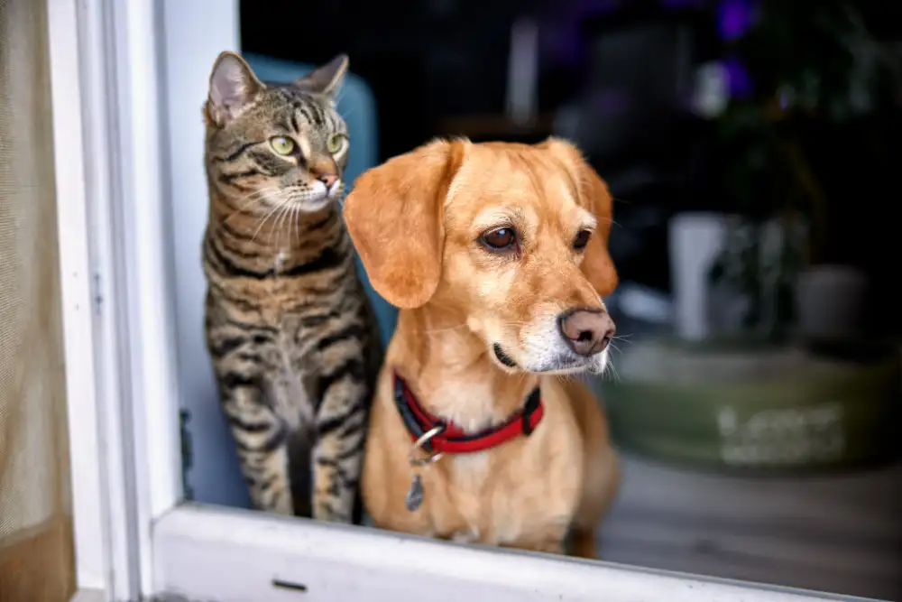 Pet Services in San Tan Valley, AZ