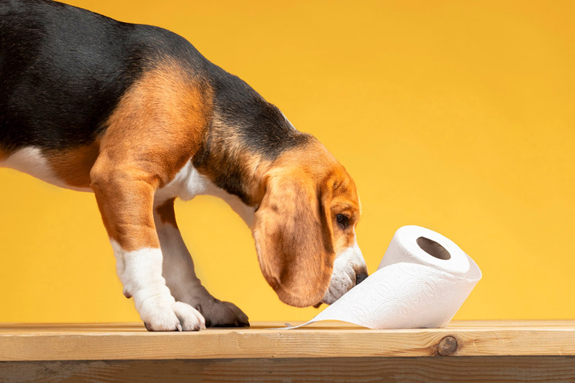 What Is Your Dog’s Poop Trying to Tell You?