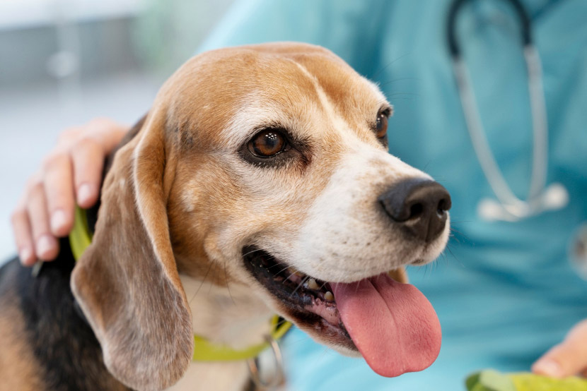 How Veterinarians Build a Complete Picture of Pet Health