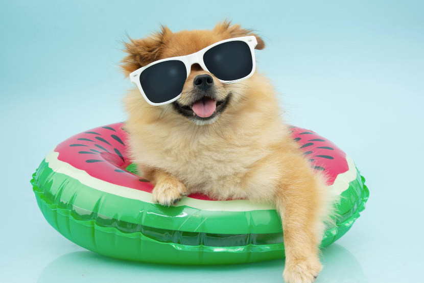 Summer Heat and Your Pet: How to Recognize Heatstroke Before It Becomes an Emergency