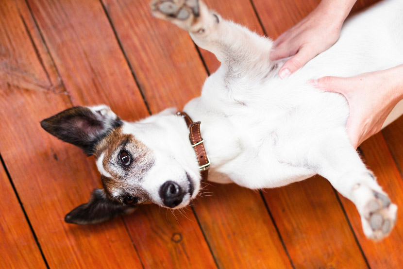 Why Dogs and Cats in Arizona Commonly Develop Seasonal Allergies