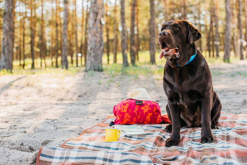 Kennel Cough: What Dog Parents Should Know Before Summer Travel