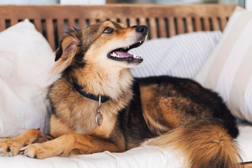 How to Keep Your Dog Safe From Kennel Cough During Boarding