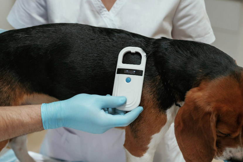 The First Layer of Protection: When to Microchip Your Puppy or Kitten