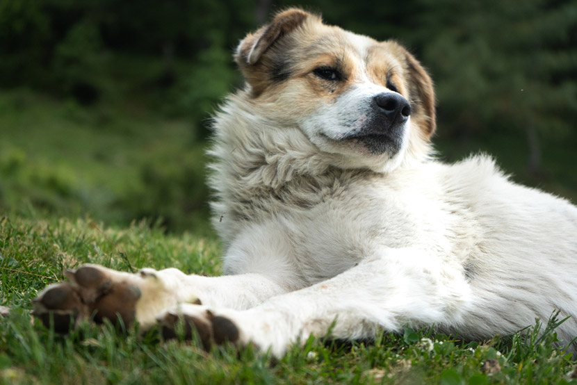 Nutrition Tips to Support Joint Health in Aging Pets