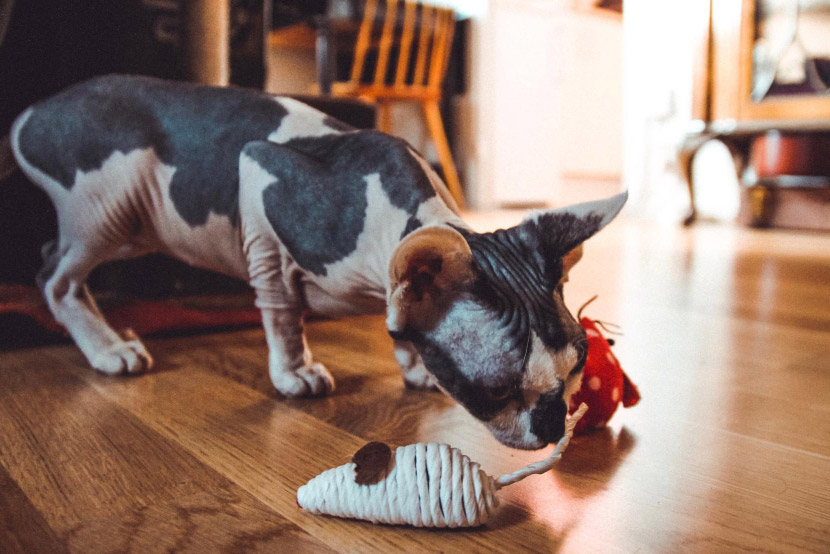 Keeping Your Pet Safe from Swallowing Hazards