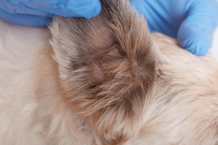 How Do Pets Get Parasites? A San Tan Valley Guide to Fleas, Ticks, Mosquitoes, and Heartworms