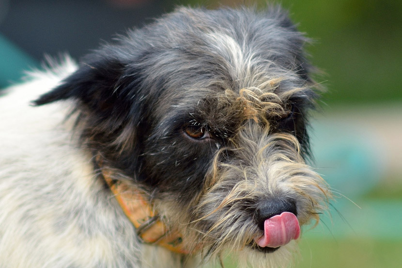 Parvo Can Strike Fast: How to Recognize the Signs Before It’s Too Late