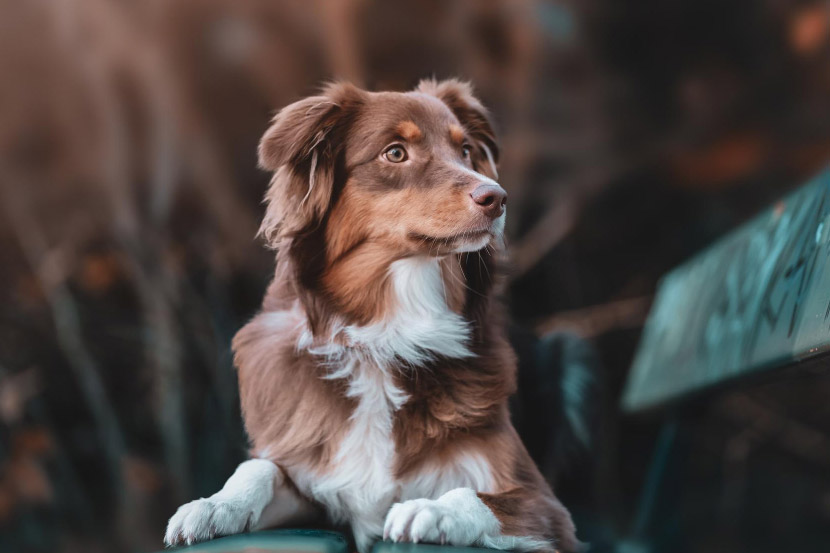 Why Parvo Cases Tend to Increase at Certain Times of the Year