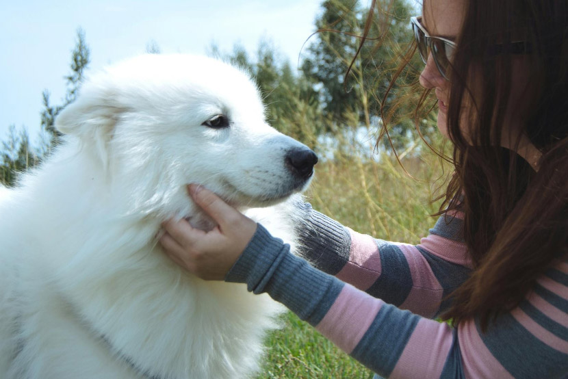 Shed Happens: Seasonal Coat Care Tips for Pets in San Tan Valley