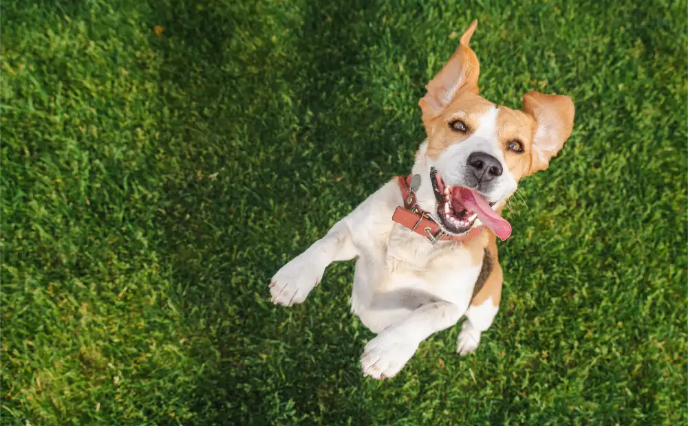 Fall on the Ranch: A Queen Creek Guide to Keeping Pets Healthy as Routines Change