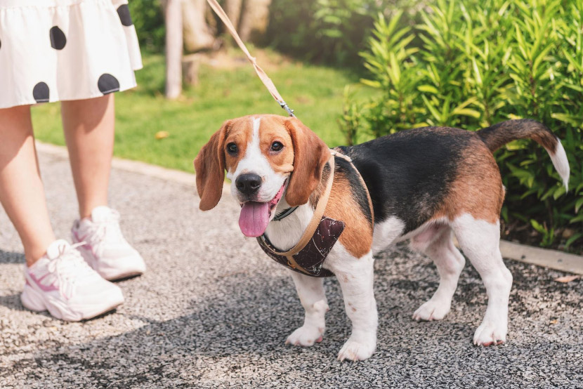A Pet Owner’s Guide to Safe Spring Cleaning: Freshening Your Home Without the Risks