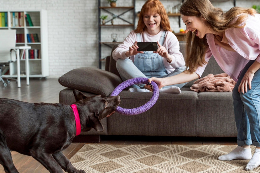 Bite Smart: How to Pick Safe, Durable Chew Toys for Your Dog