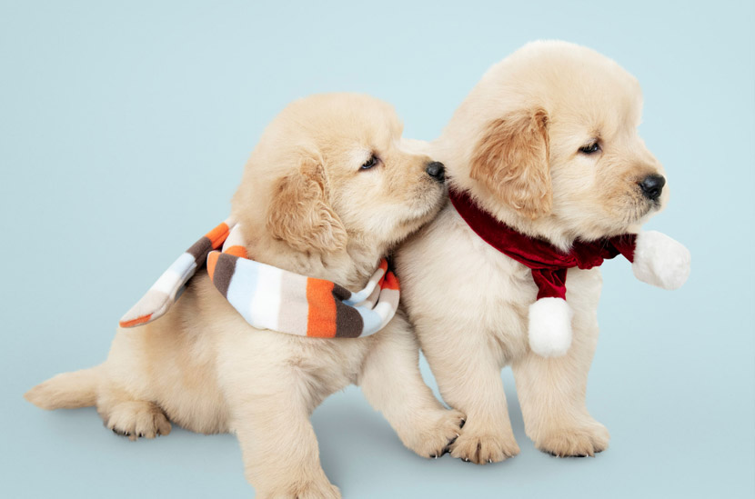 Puppy Vaccination and Wellness at Empire Ranch Veterinary Hospital