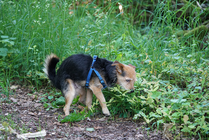 Why Is My Dog Having Diarrhea?